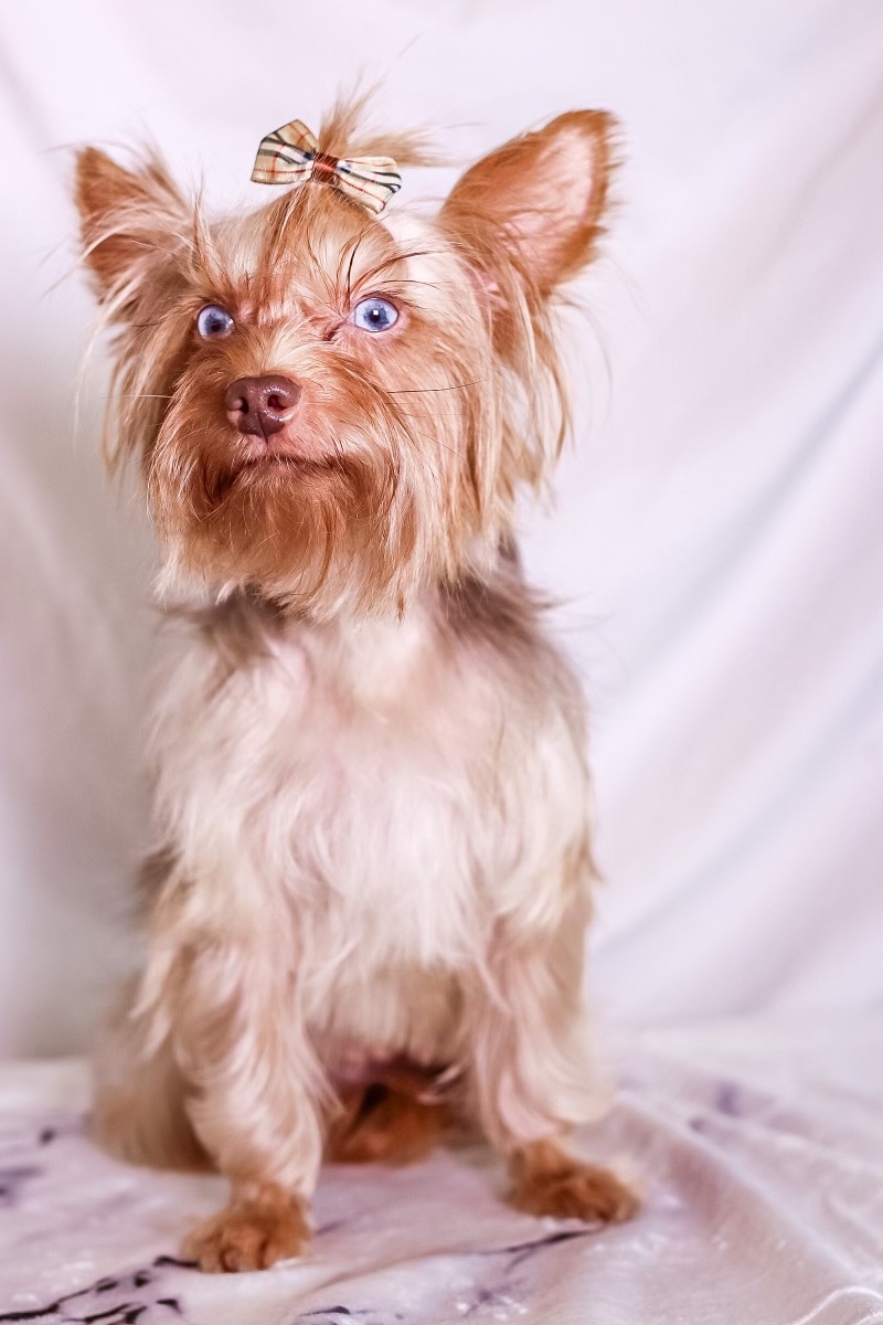 Blueberry merle yorkie for sale best sale