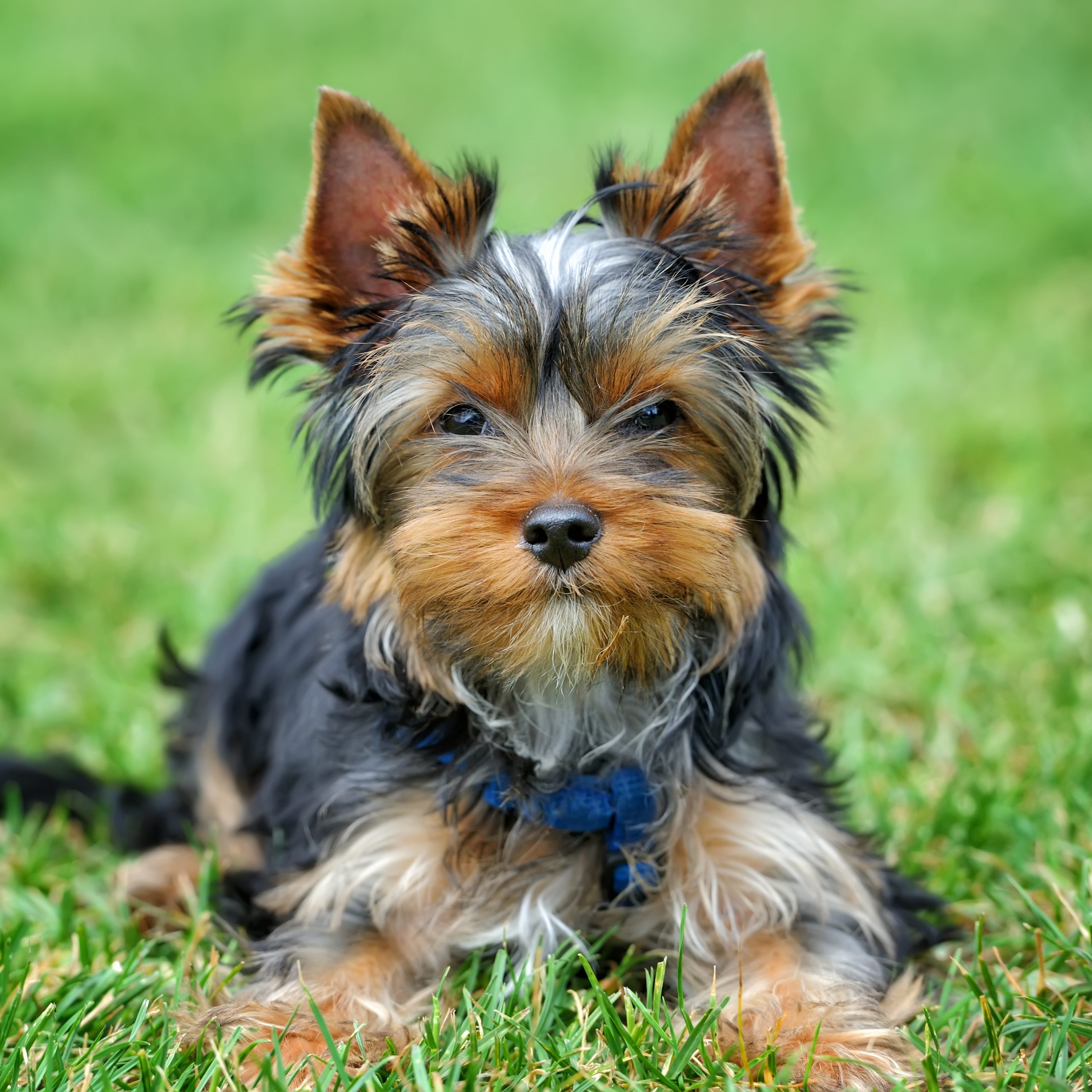 Pastor Inglês e Yorkshire Terrier – Item: 1046