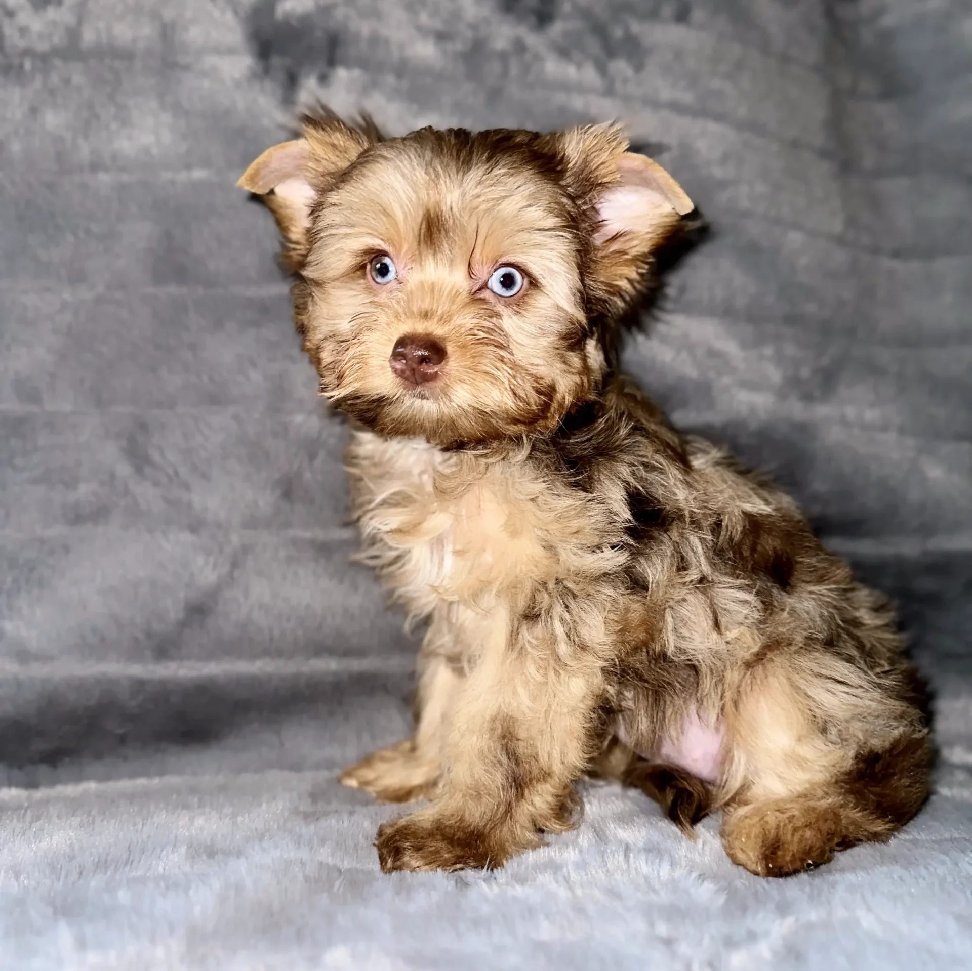 Merle hotsell yorkie price