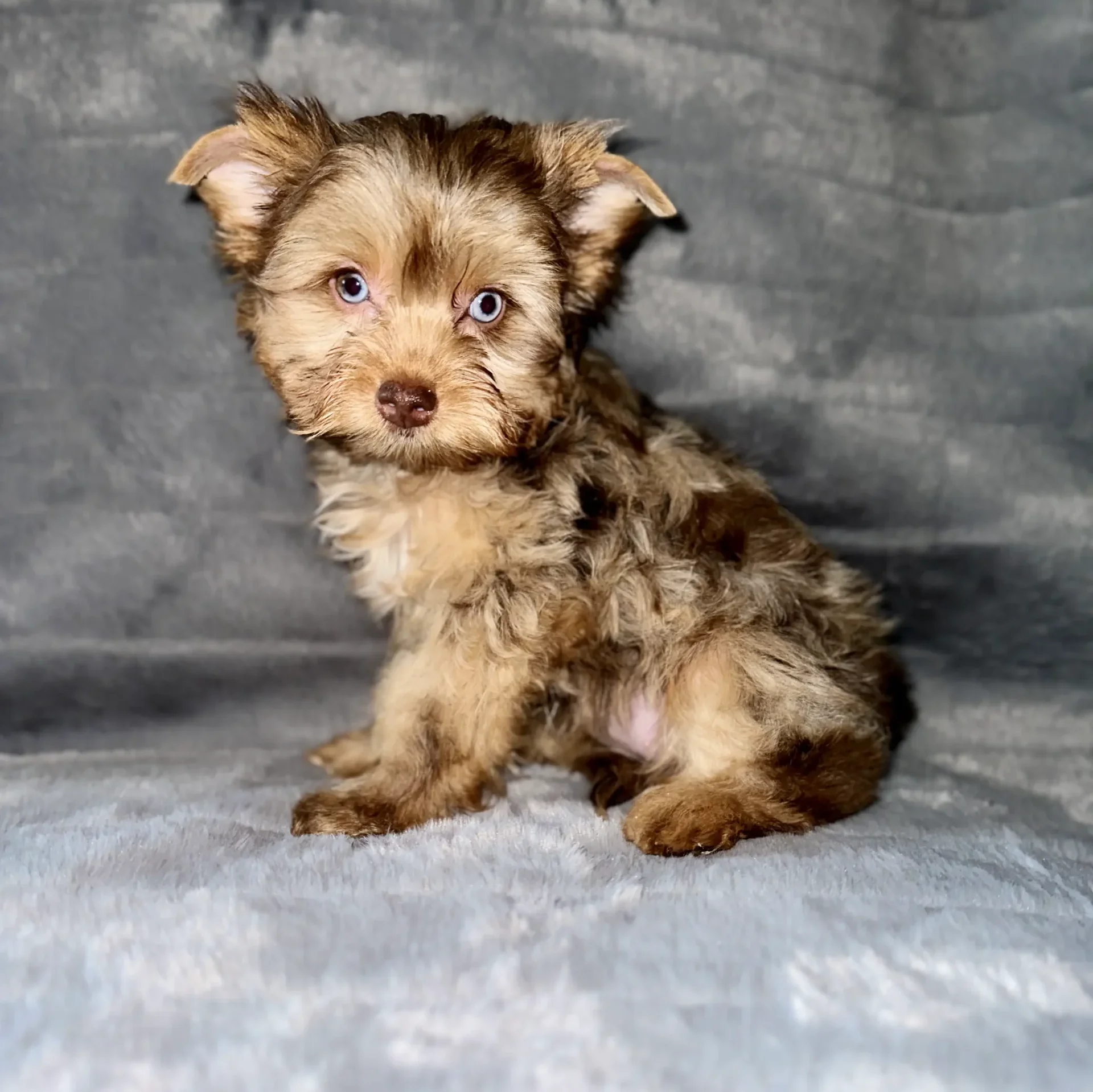 Merle yorkie best sale