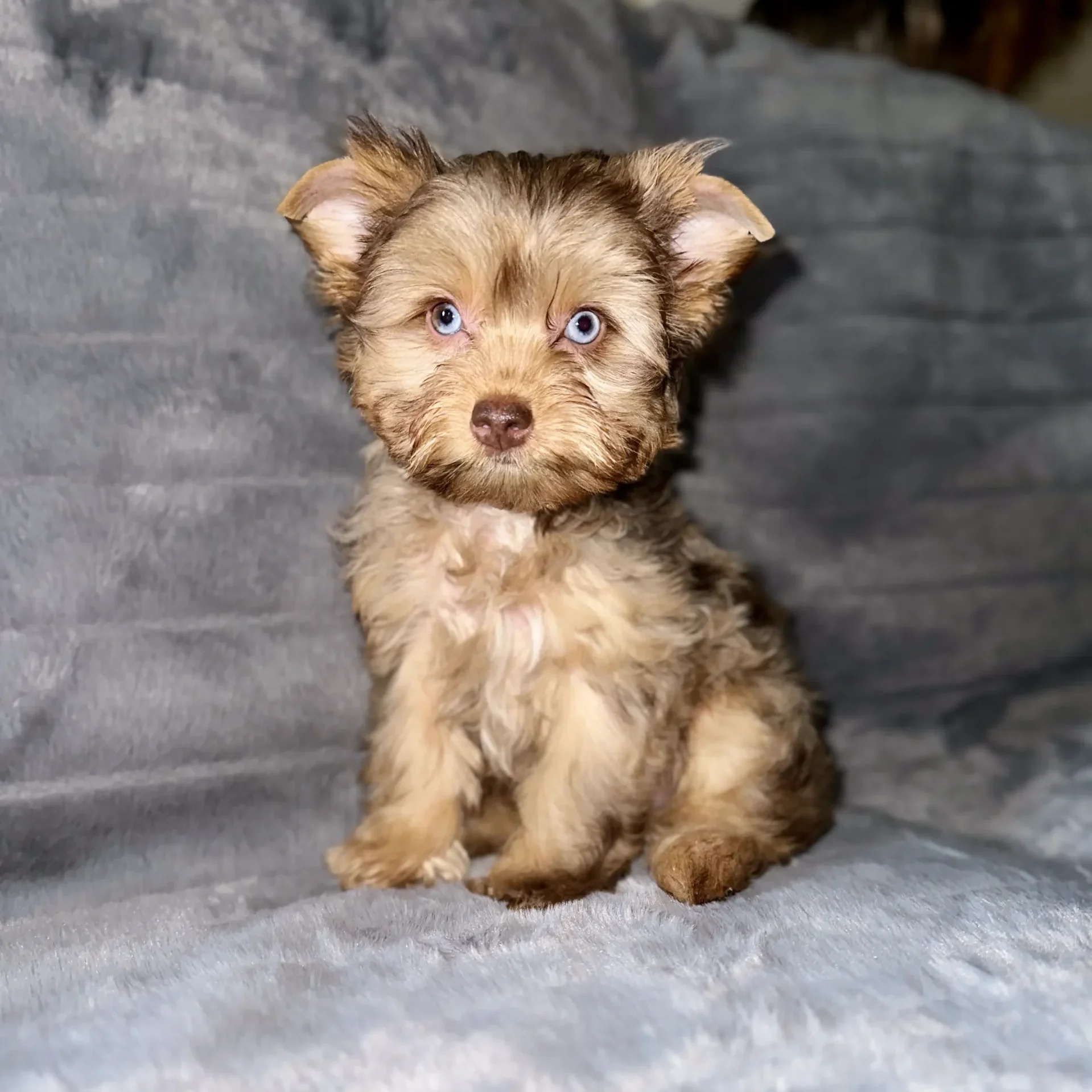 Chocolate store yorkie puppies