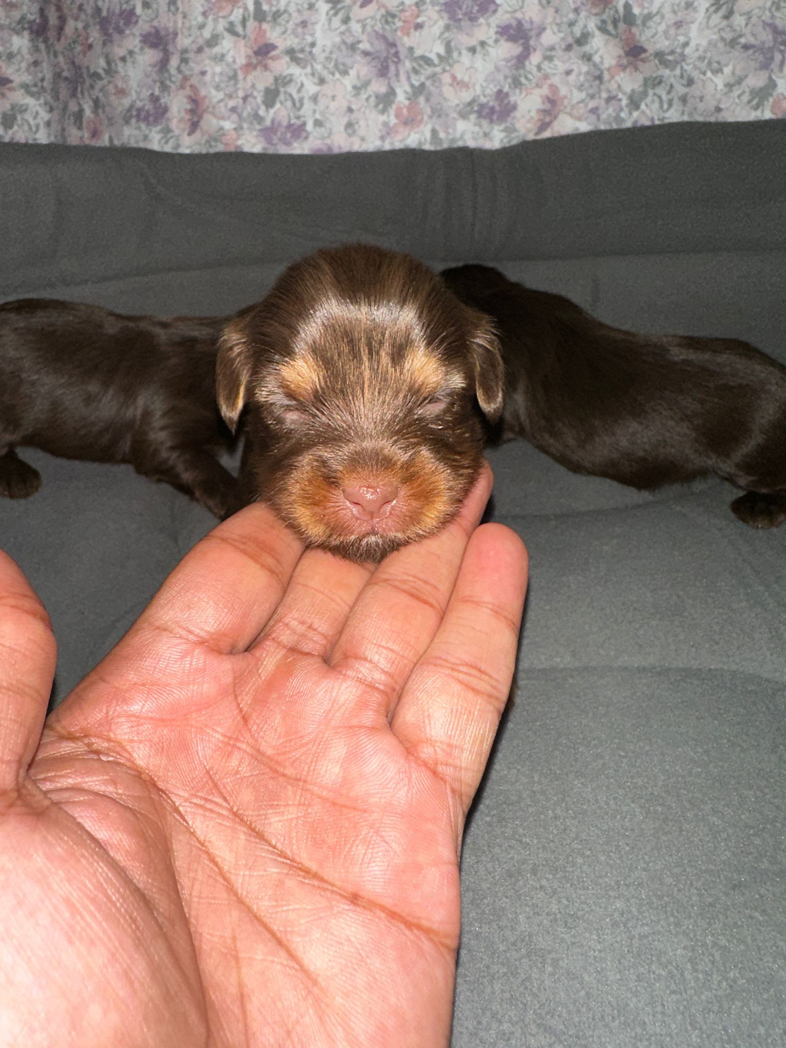 Chocolate female yorkie for sale hotsell