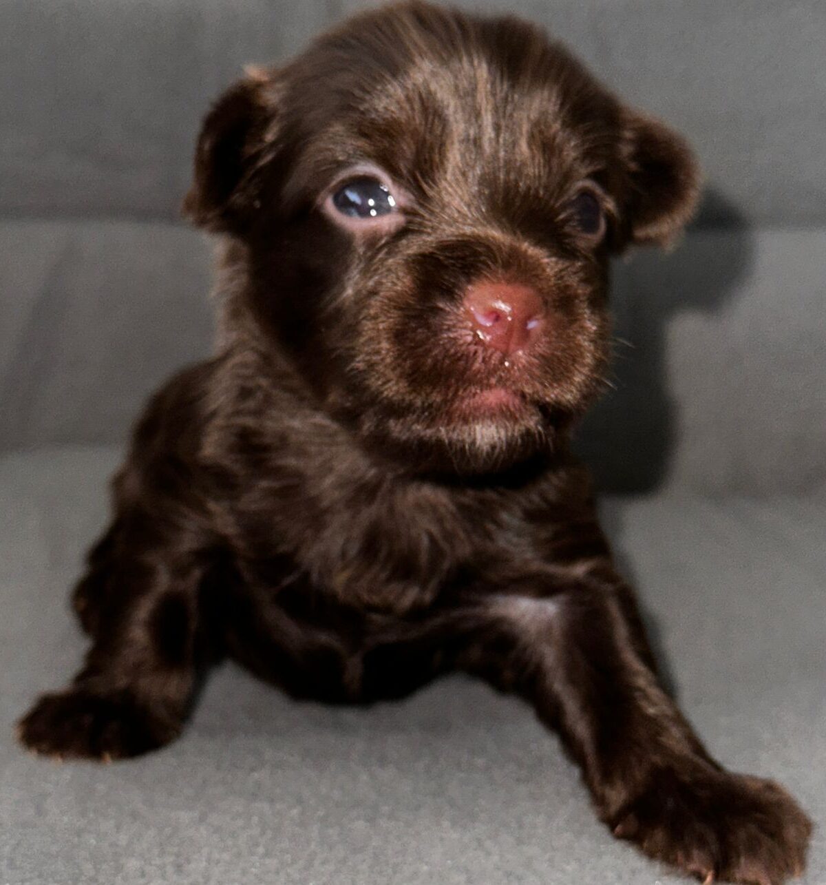 Chocolate Yorkies for sale Philadelphia PA JEFF S YORKIES BOUTIQUE