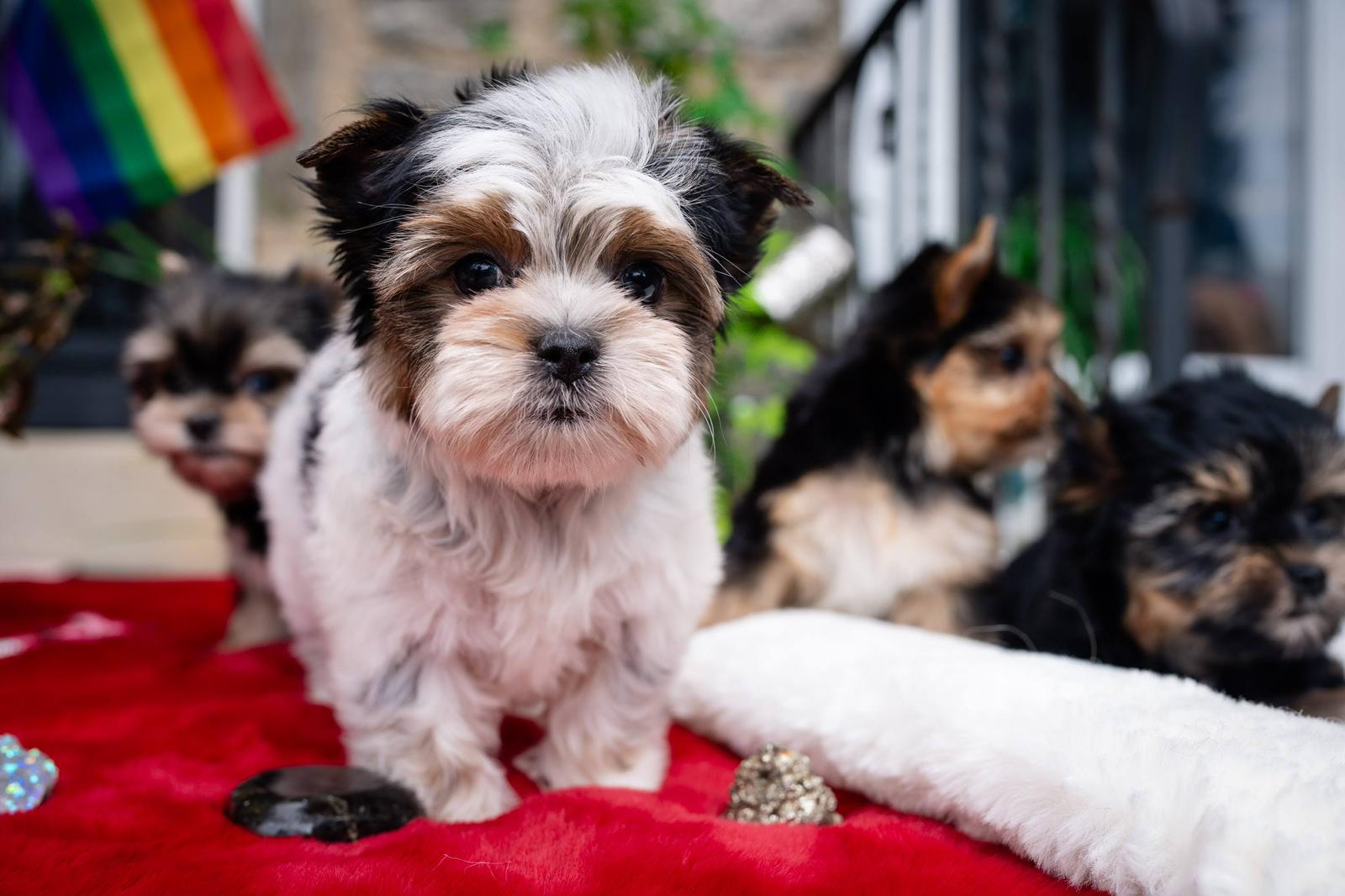 yorkies