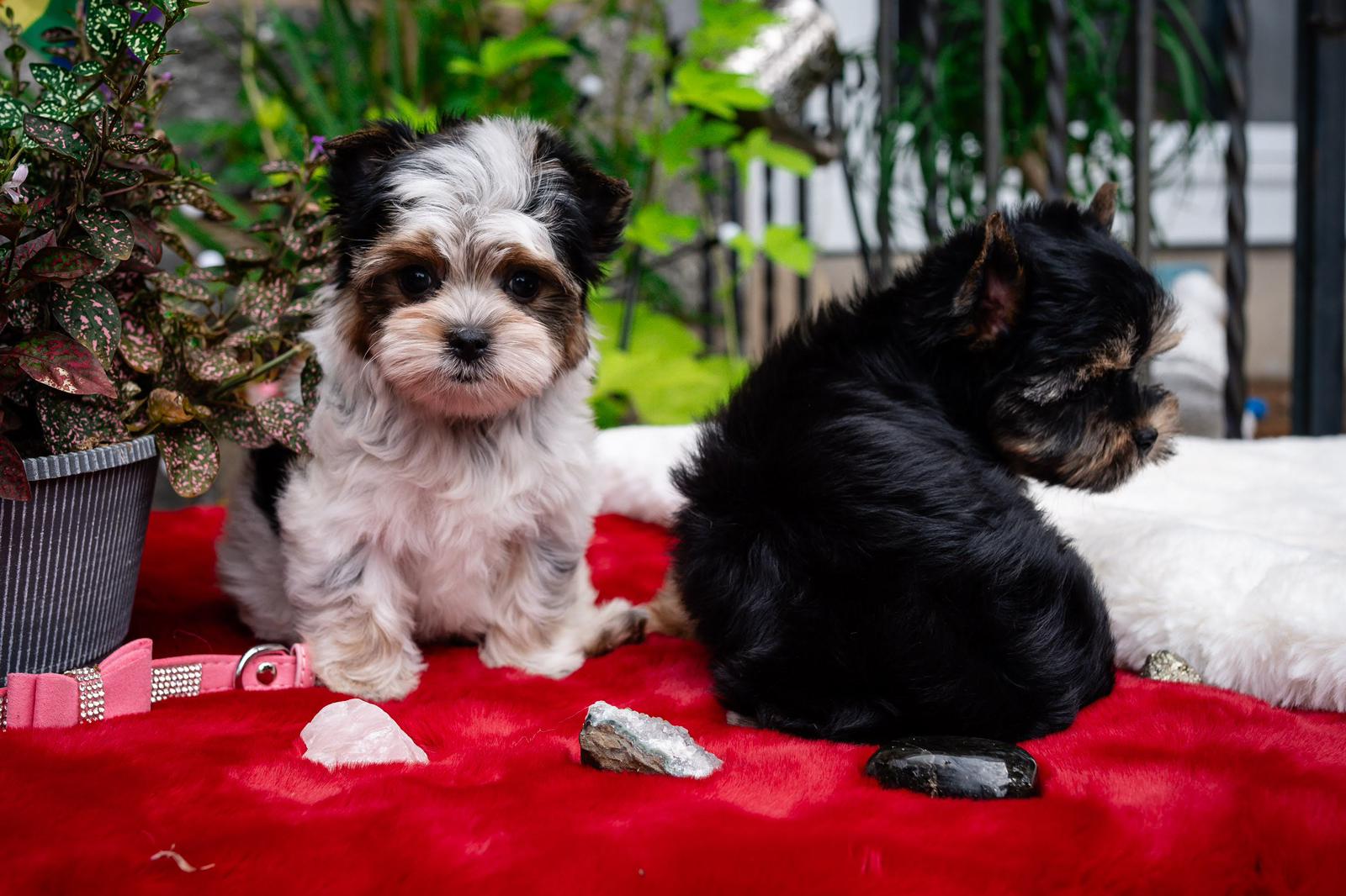 yorkies