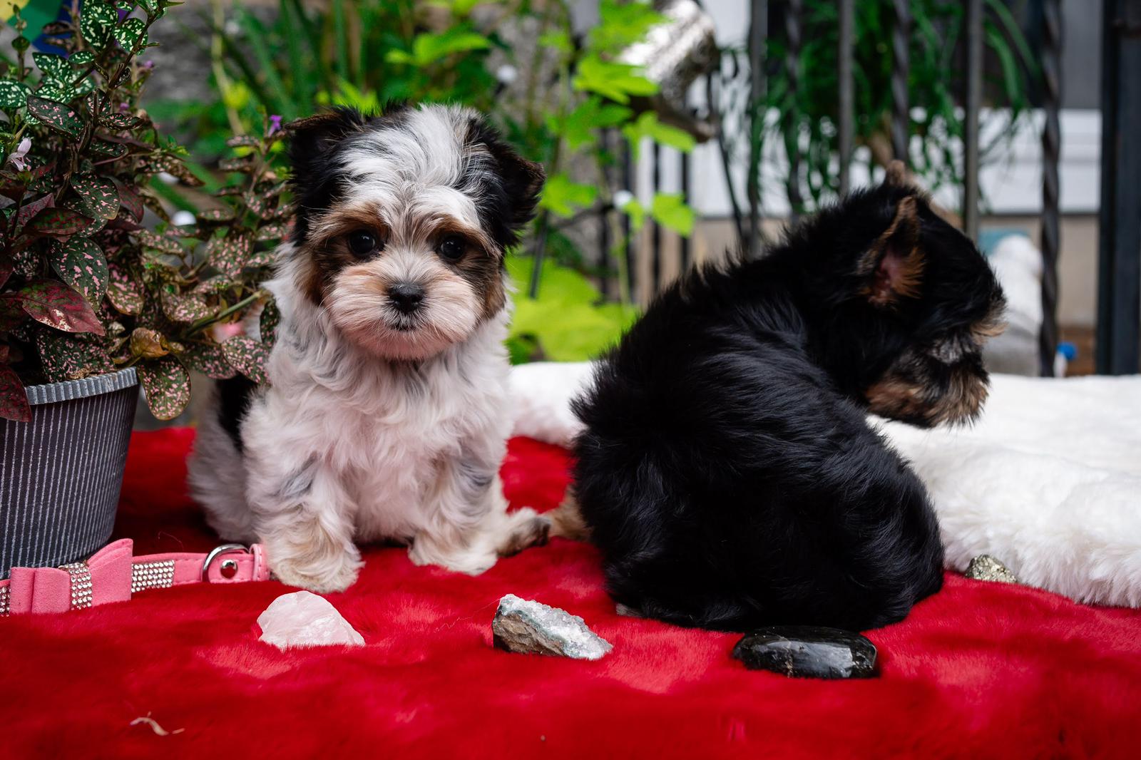 yorkies