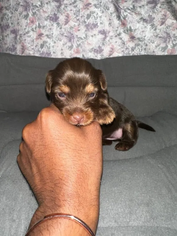 Dark Chocolate Yorkie