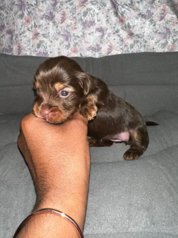 Dark Chocolate Yorkie