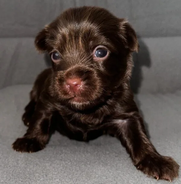 Dark Chocolate Yorkie