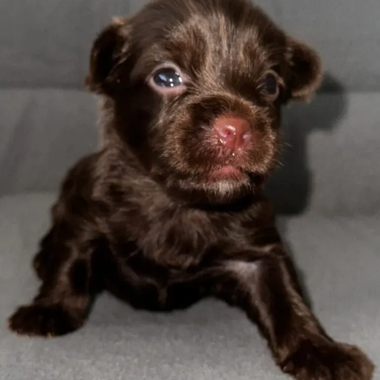 Dark Chocolate Yorkie